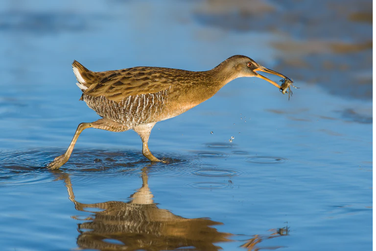 Marsh bird with small crab