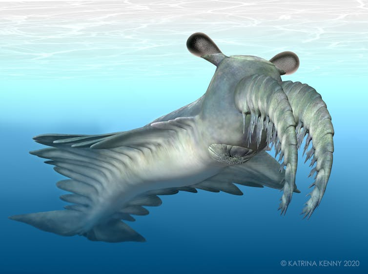 Freaky ‘frankenprawns’ ancient deep sea monsters called radiodonts had