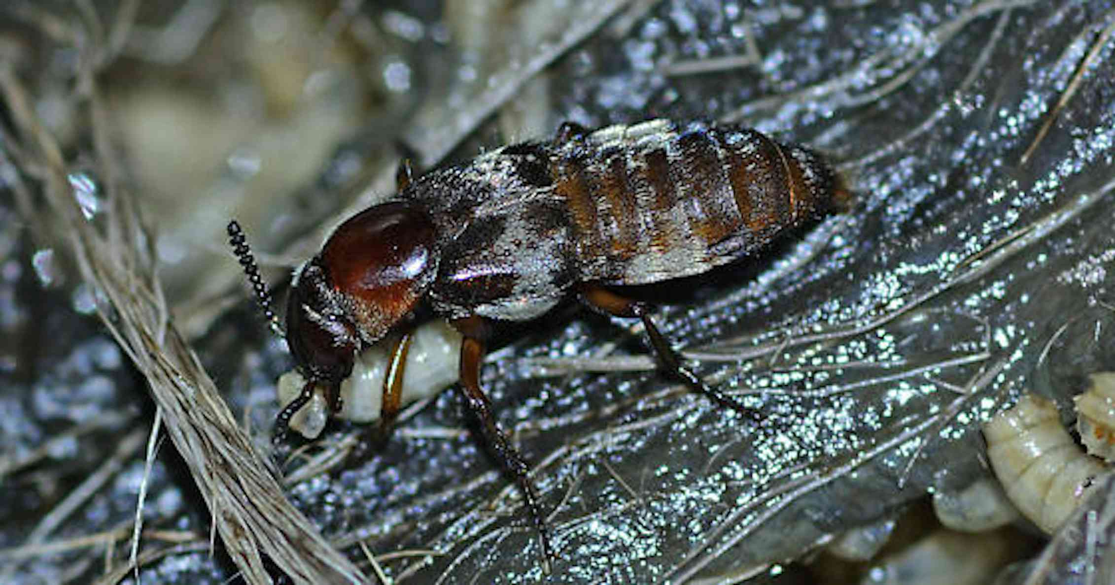 Life after death: How insects rise from the dead and transform corpses ...