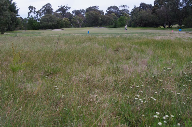 Grasses, native flowers and trees at a golf course