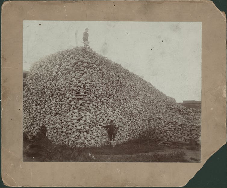 Man stands on top of enormous pile of buffalo skulls; another man stands in front of pile with his foot resting on a buffalo skull; rustic cage is at foot of pile. Man stands on top of enormous pile of buffalo skulls; another man stands in front of pile with his foot resting on a buffalo skull; rustic cage is at foot of pile.