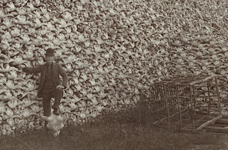 Man stands in front of pile of bison skulls with his foot resting on a buffalo skull; rustic cage is at foot of pile.