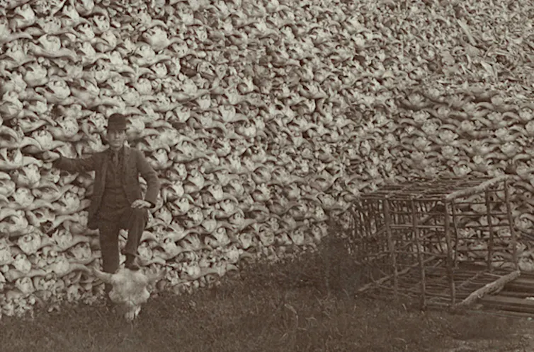 Man stands in front of pile of bison skulls with his foot resting on a buffalo skull; rustic cage is at foot of pile.