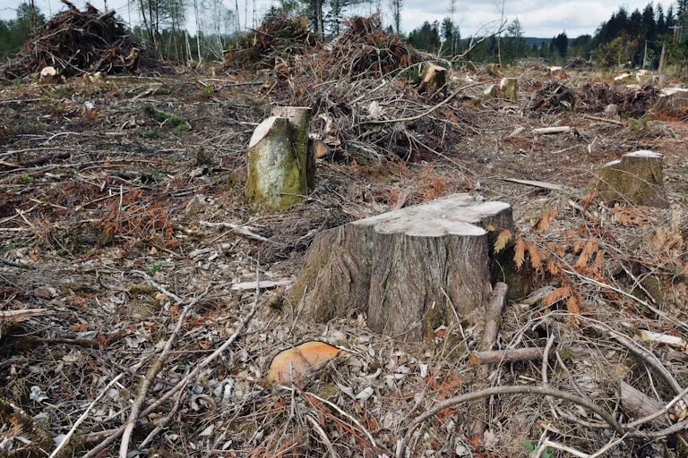 A logged forest