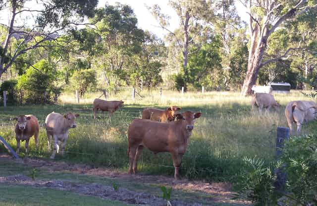 cows in a field surrounded by gum trees