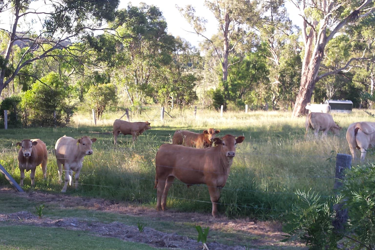 cows in a field surrounded by gum trees