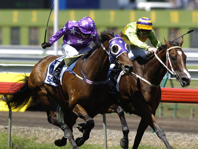 Jockeys and horses mid-race.