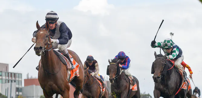 Melbourne cup horses 2019 sweep Melbourne cup horses 2019 sweep