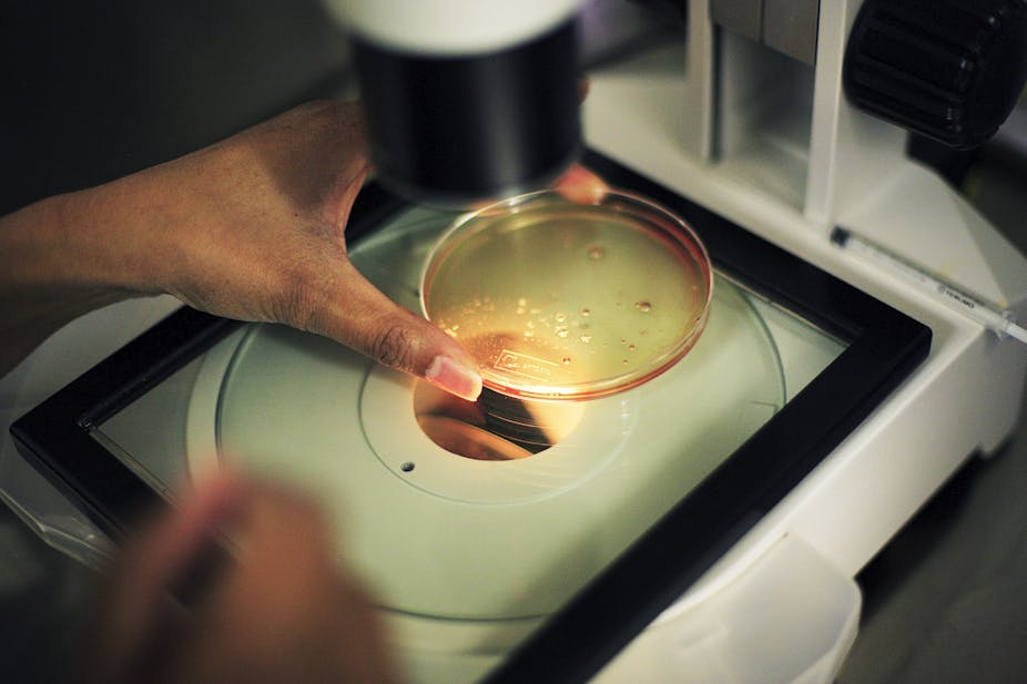 A hand with well manicured nails adjusts a sample plate under a microscope