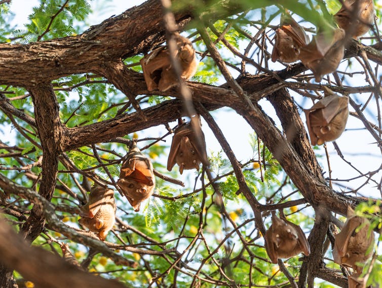 Several fruit bats hang upside down from tree branches.