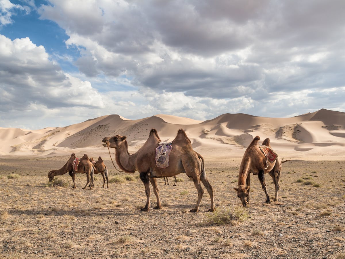 Dubai desert