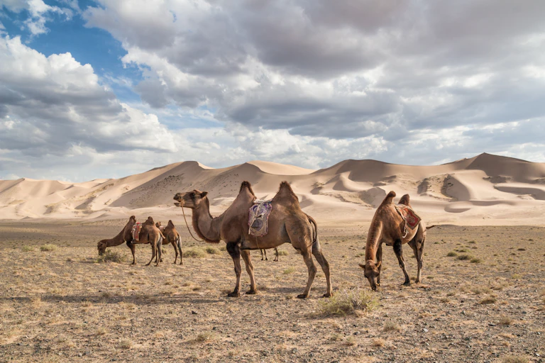 Camels in desert.