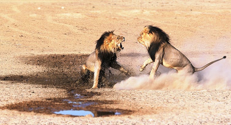 Two lions fighting in a desert.