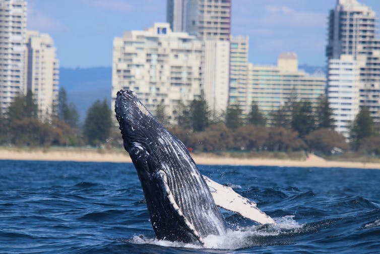 Breaching humpback whale in front of buildings