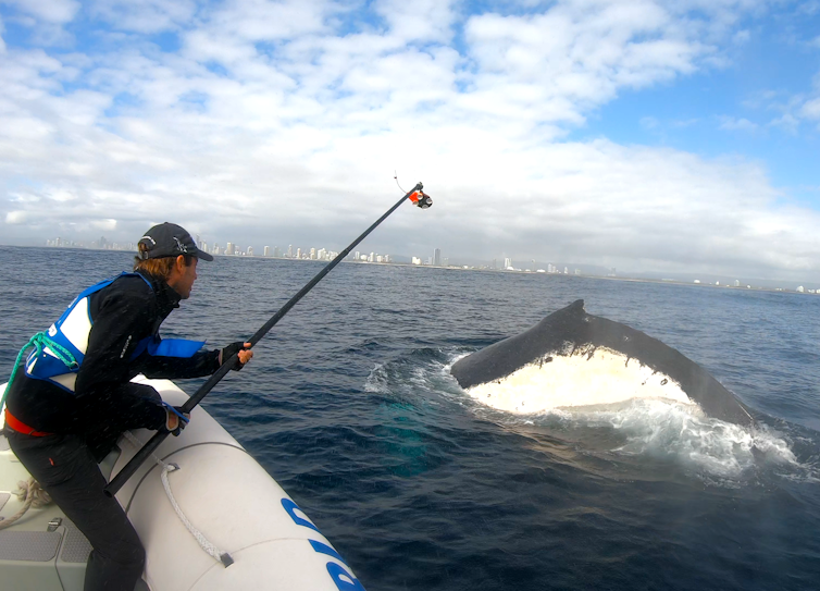 The author holding a rod to tag a whale