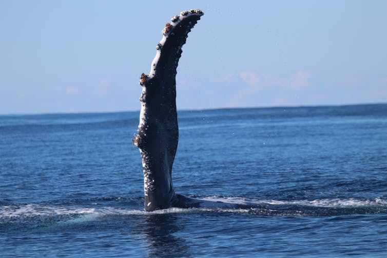A humpback whale fin