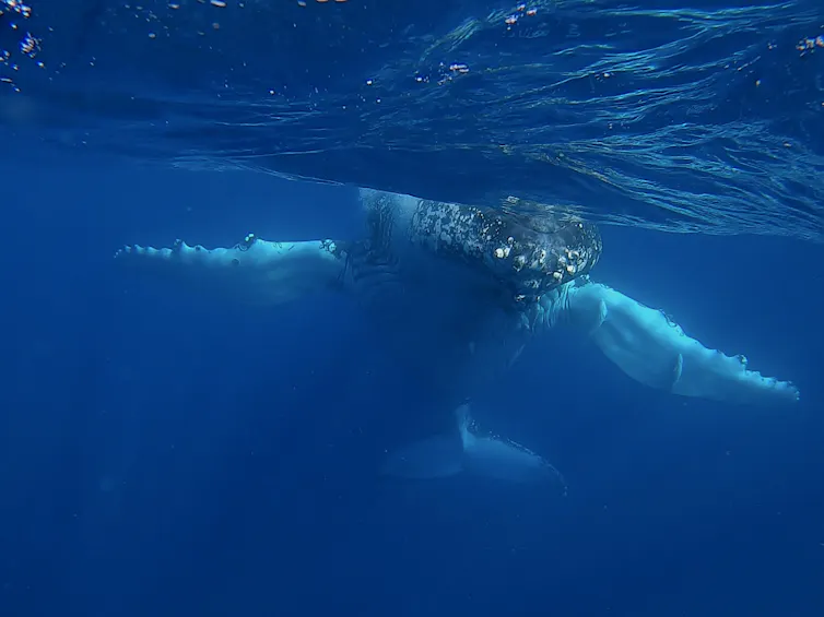 Photo of a whale underwater
