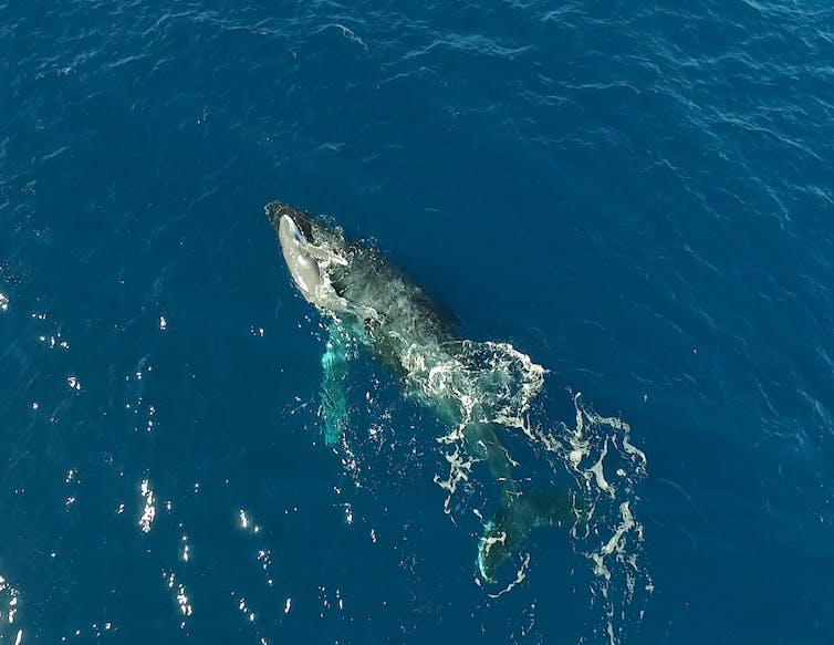 A newborn humpback whale resting on its mum's head