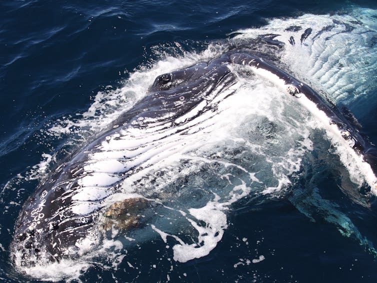 Close up of a humpback whale's mouth