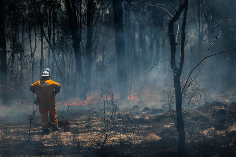 Firefighter looks over burnt blackened forest