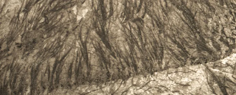 Close up of fossilised filaments.