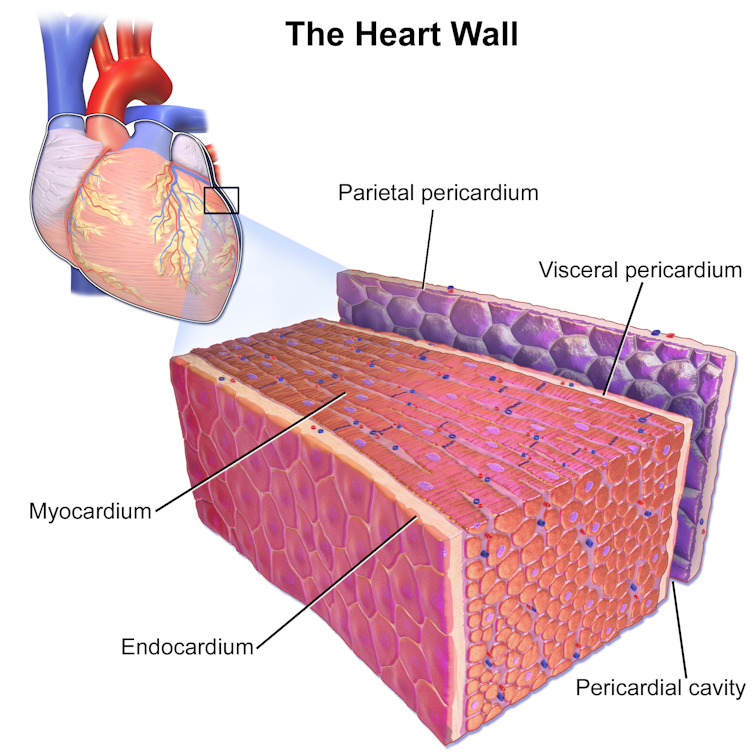 Illustration of the heart wall