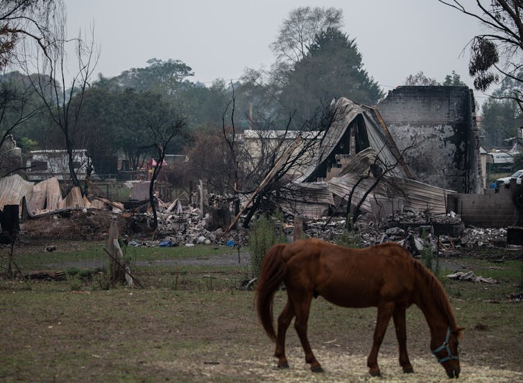 A horse grazes in front of bushfire debris.