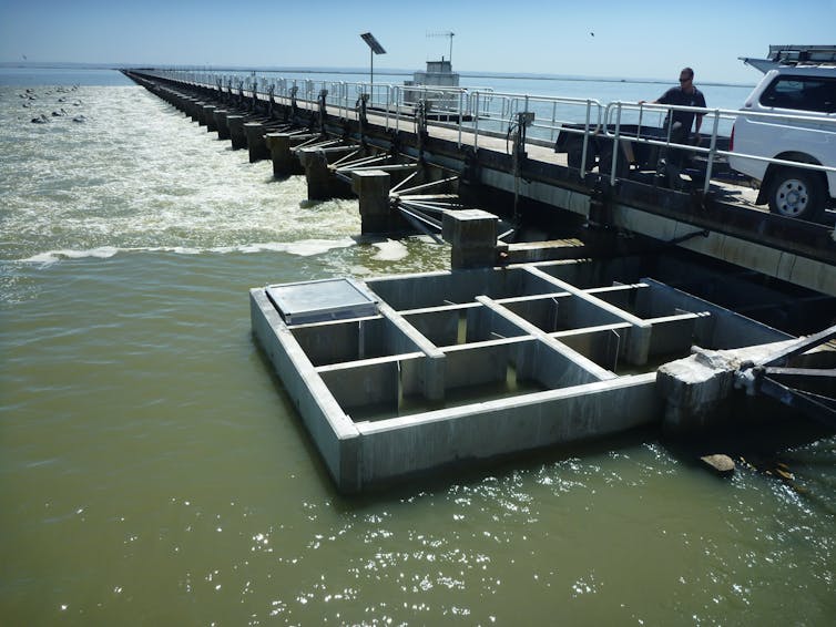 Good news from the River Murray: these 2 fish species have bounced back from the Millennium Drought in record numbers