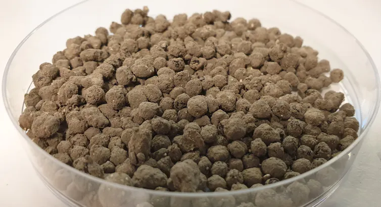 A petri dish full of a dry, soil-like powder.
