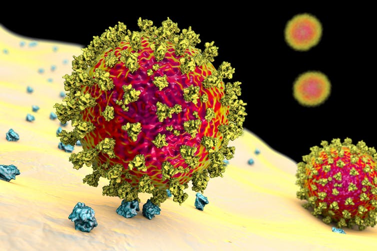 Graphic of a coronavirus binding to receptors on a cell.