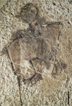 Fossilised remains of small pterosaur skeleton.