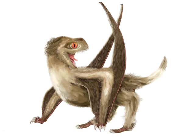Illustration of small, fluffy, four-legged winged creature.