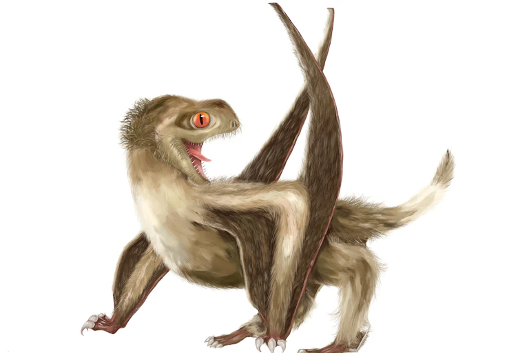 Illustration of small, fluffy, four-legged winged creature.