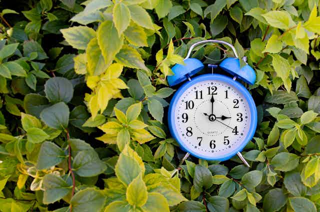 an alarm clock framed by green leaves