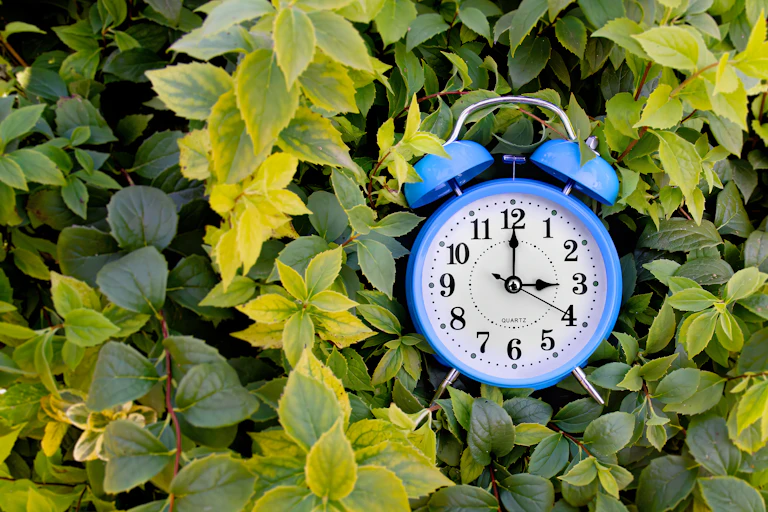 an alarm clock framed by green leaves