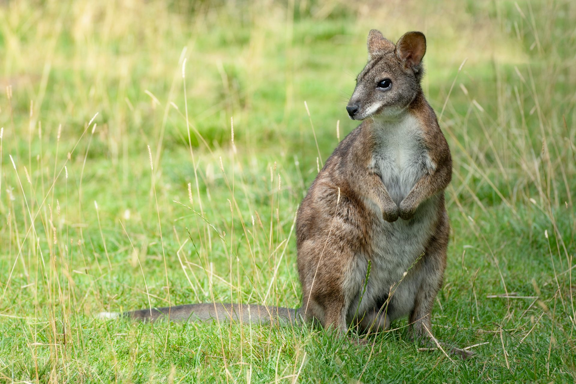Wallabies are on the loose in Britain 