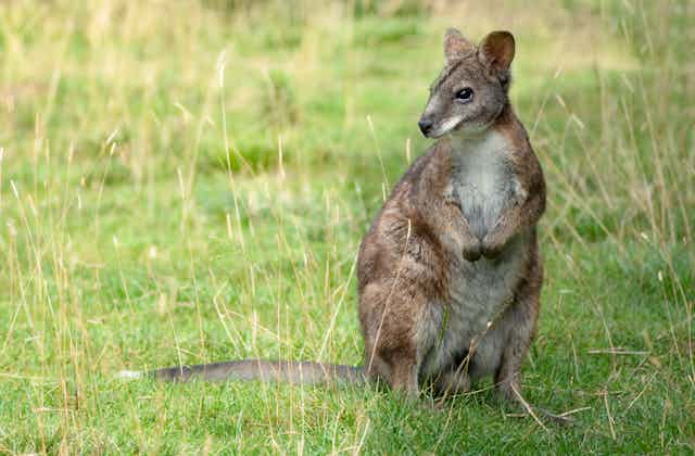 a wallaby in a grassy field