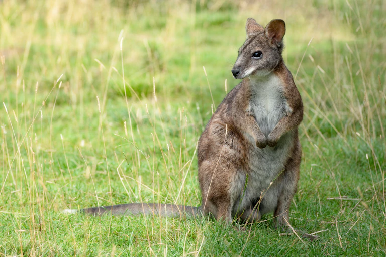 a wallaby in a grassy field