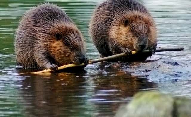 Two beavers chewing.