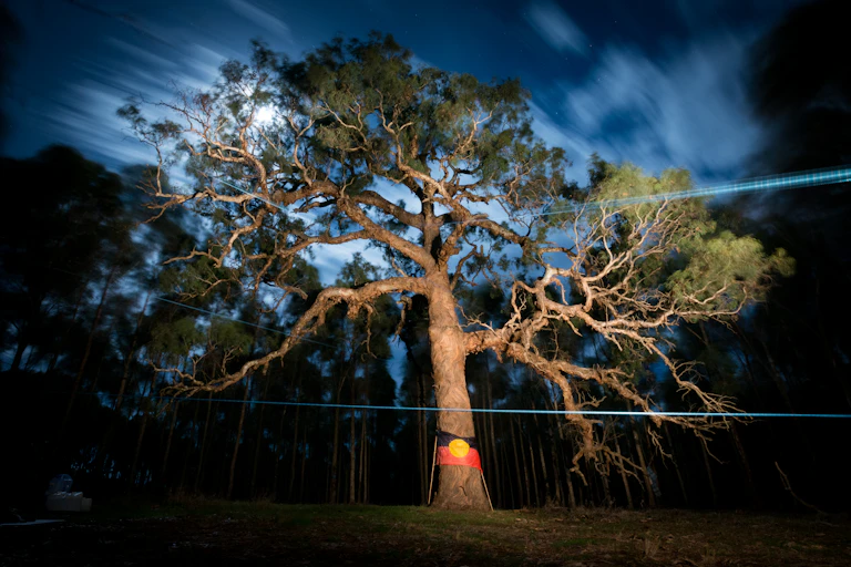 Djap Wurrung Birthing Tree
