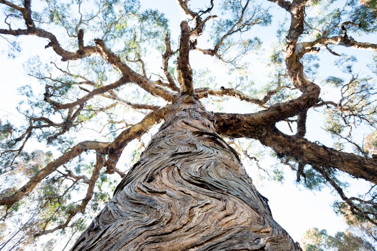An open letter from 1,200 Australian academics on the Djab Wurrung trees