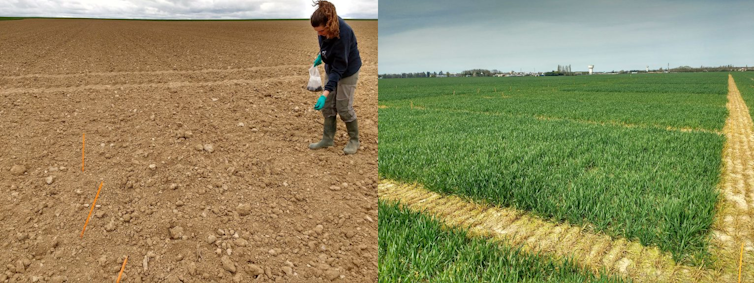 Left: a scientist spreads fertiliser on soil. Right: the same area with short, green crops growing.