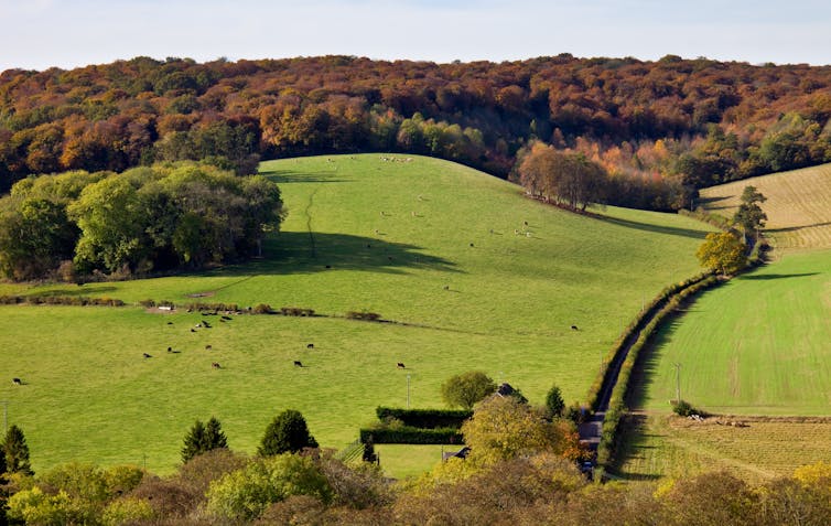 Rolling farmland with a wood at the top of a hill.