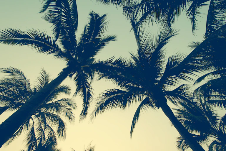 Palm trees seen from below in silhouette against a musky green sky.