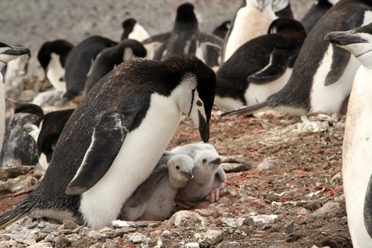 Pingüinos barbijos en Isla Decepción