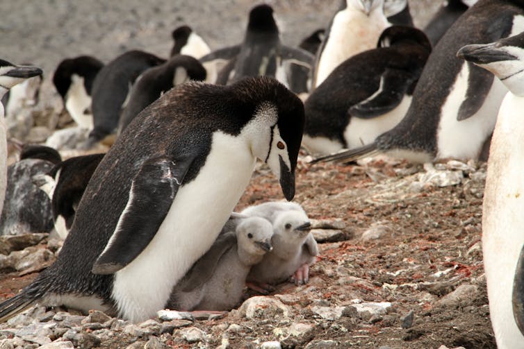 Chinstrap penguins on Deception Island