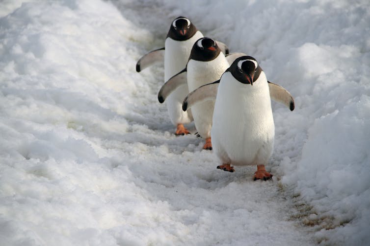 An ocean like no other: the Southern Ocean's ecological richness and significance for global climate