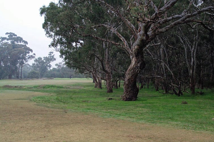 Trees along a golf fairway