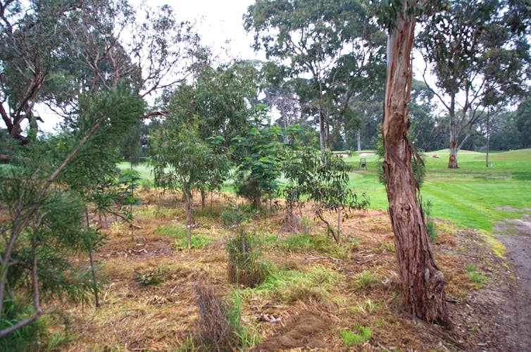 revegetation area at golf course