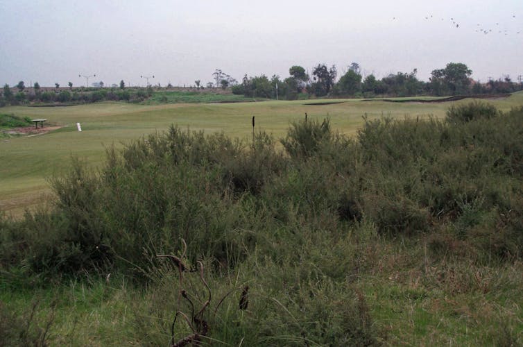 Patch of heath next to golf course fairway